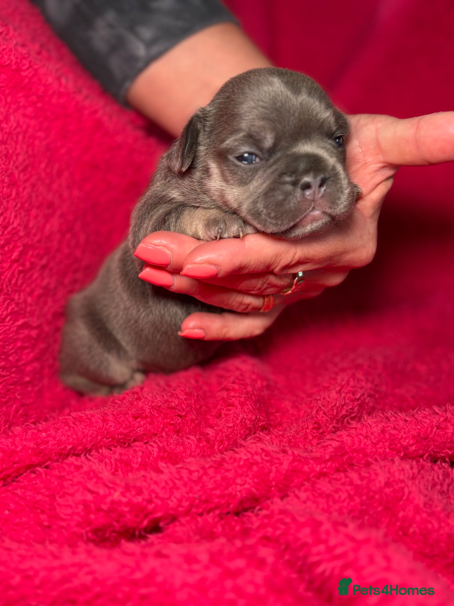 French Bulldog dogs for sale: 🤍Quality bred french bulldog puppies🤍 in Dolgellau - Advert 3