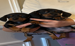 Dachshund dogs for sale: 2 girls ready to leave  - Image 1