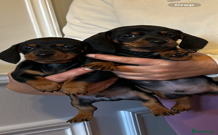 Dachshund dogs - Advert 14