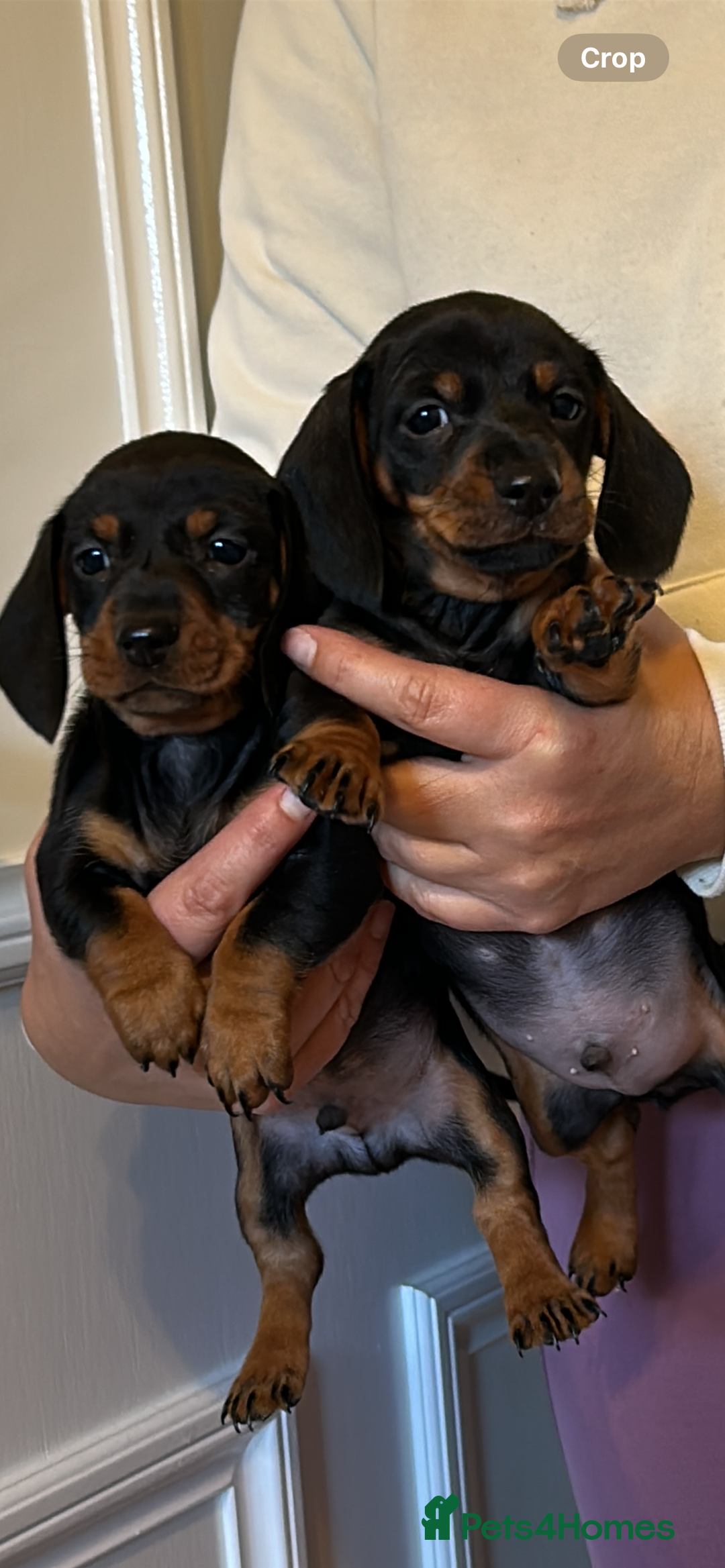 Dachshund dogs for sale: 1  girl left  - Advert 2