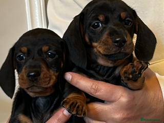 Dachshund dogs - Advert 10