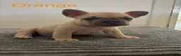 French Bulldog dogs for sale: KC French bulldog puppies - Advert 28