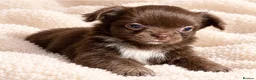 Chihuahua dogs for sale: Purebred Chihuahua Puppies – Not KC Registered - Advert 10