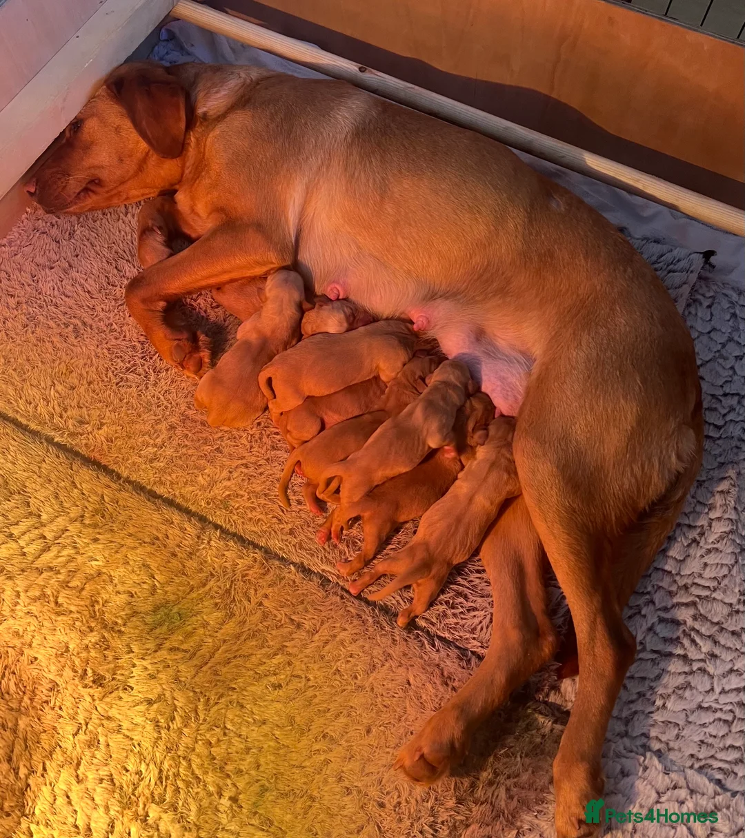 Labrador Retriever dogs for sale: Exceptional Fox Red Labrador Puppies - Advert 4