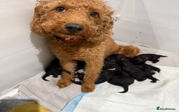 Labradoodle dogs for sale: F1bb labradoodle puppies black curly coat 🧬 clear - Image 25