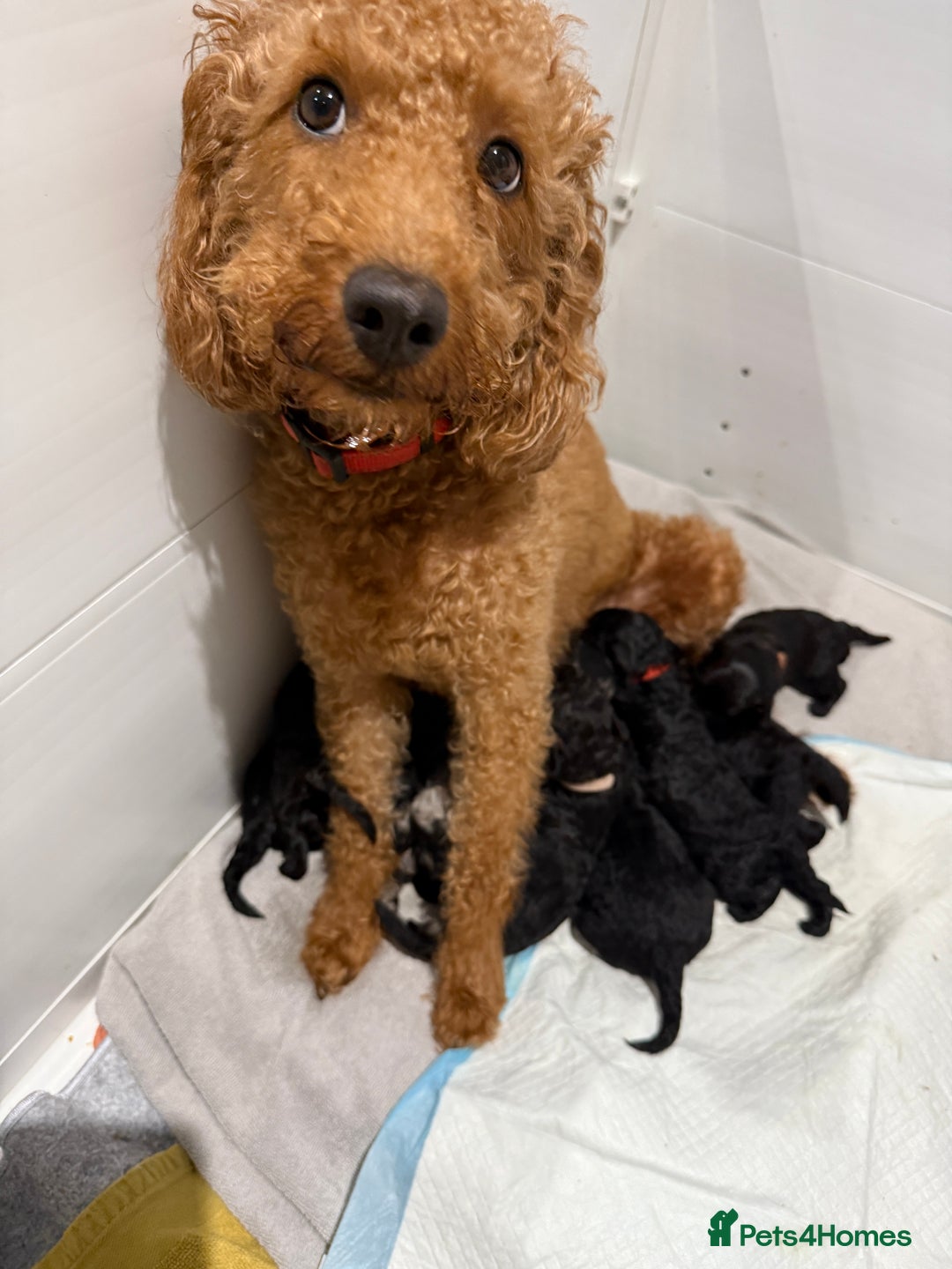 Labradoodle dogs for sale: F1bb labradoodle puppies black curly coat 🧬 clear - Image 25