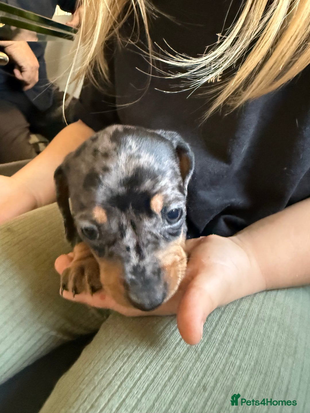 Miniature Dachshund dogs for sale: Miniature Dachshunds Dapple - Image 16