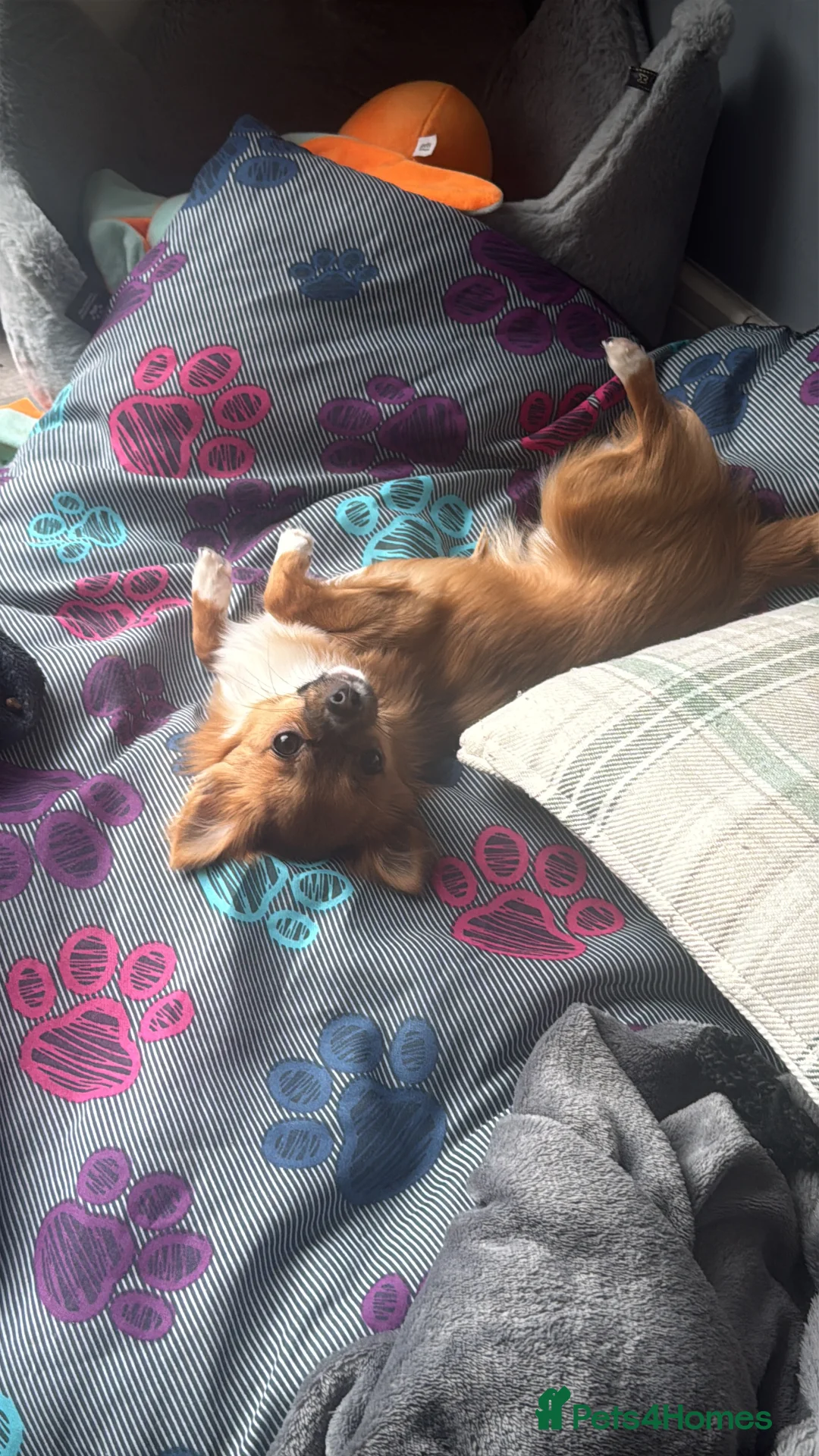 Chihuahua dogs for sale: 8 month Chihuahua  in Frome - Advert 1