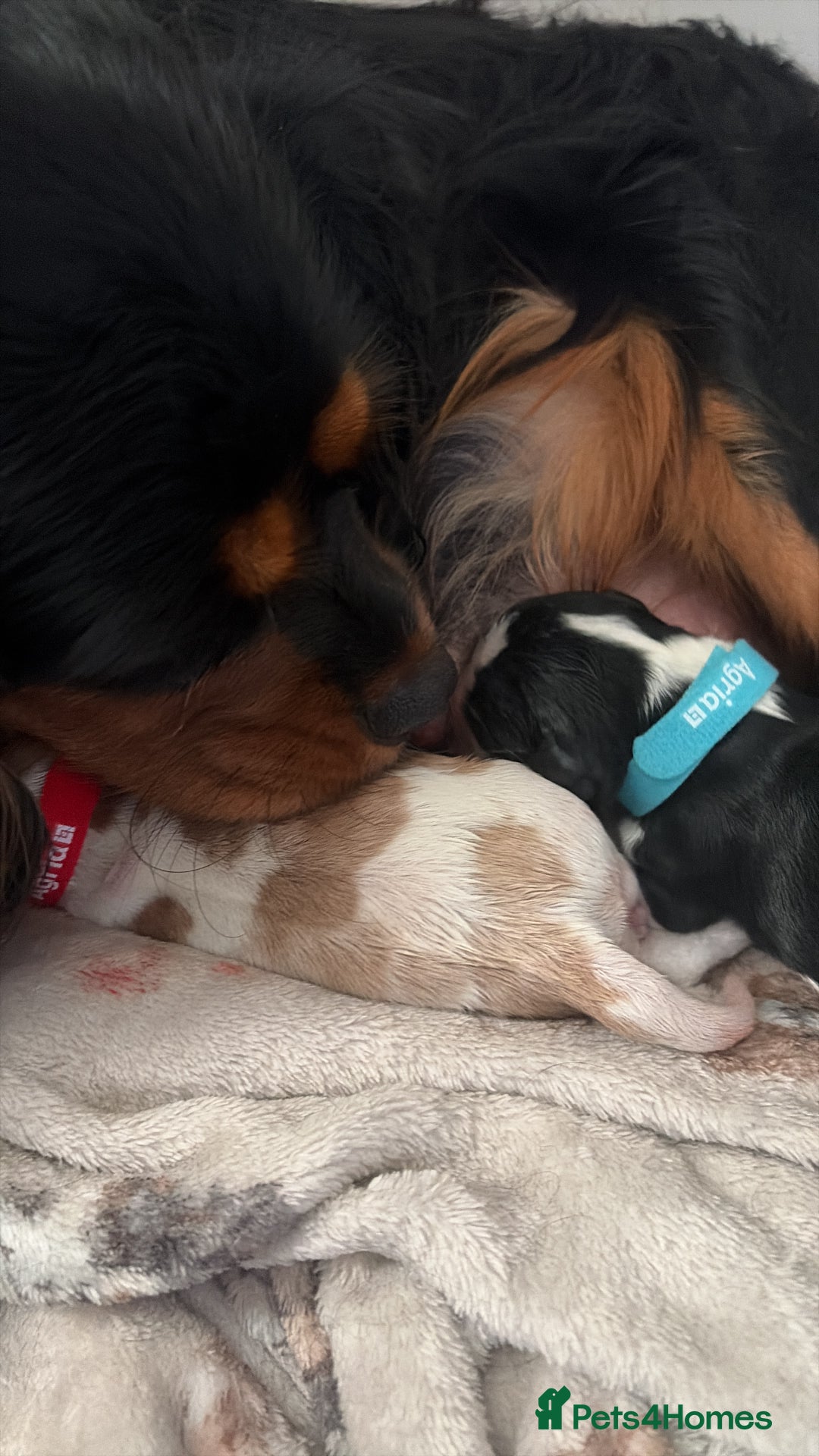 Cavalier King Charles Spaniel dogs for sale: Beautiful Cavalier King Charles Puppies - Advert 9