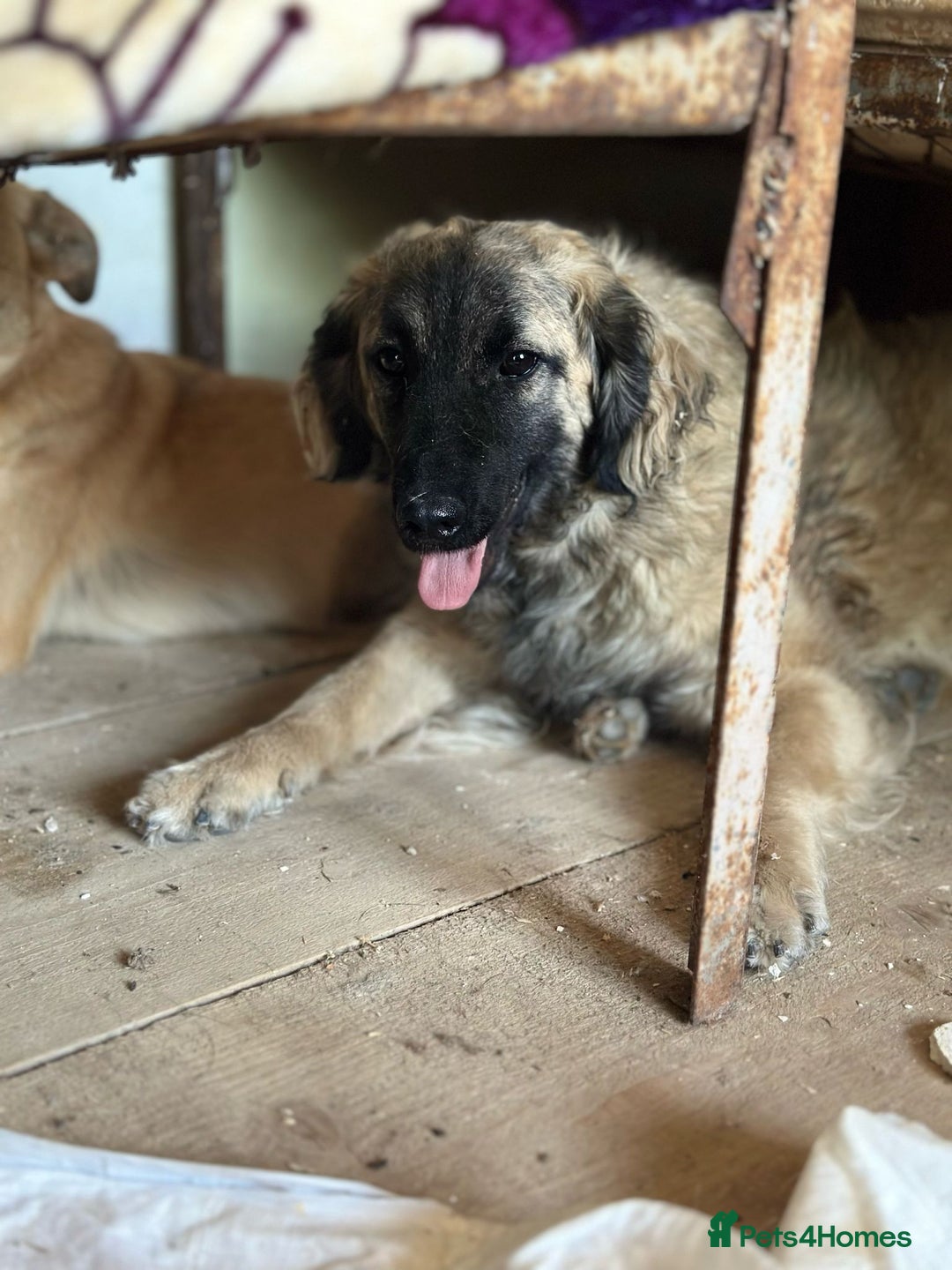 Mixed Breed dogs for adoption: 🐾🩷Superb young KATY needs a Loving Home🐾🏡 - Image 10