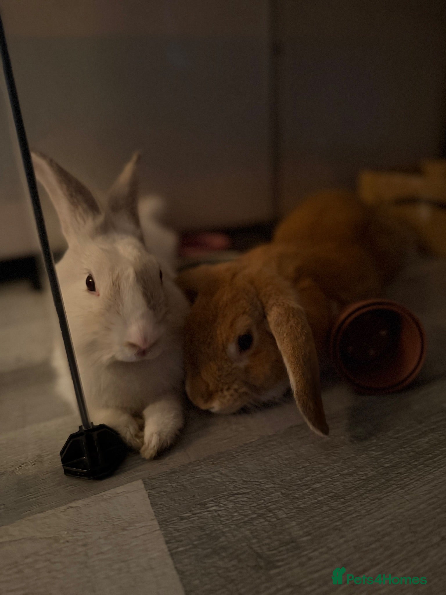Mixed Breed rabbits Bonded Pair of 6-Month-Old Rabbits - Advert 1