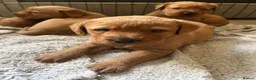 Labrador Retriever dogs for sale: Beautiful fox red Labrador puppies  in Thame - Advert 9