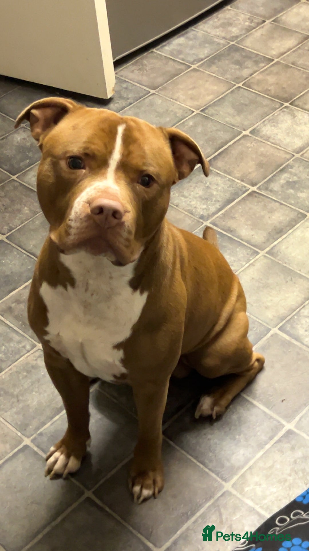 American Bull Staffy dogs for stud: Rocko American staffy stud - Advert 2