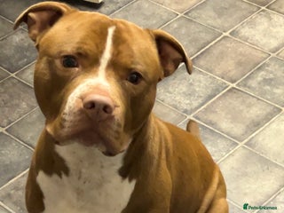 American Bull Staffy dogs Rocko American staffy stud - Advert 1