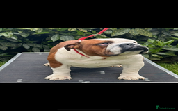 English Bulldog dogs for stud: Britishpride lines stud  - Image 2