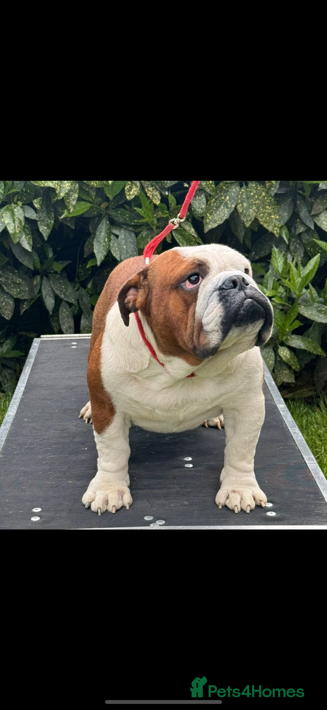 English Bulldog dogs for stud: Britishpride lines stud  - Image 2