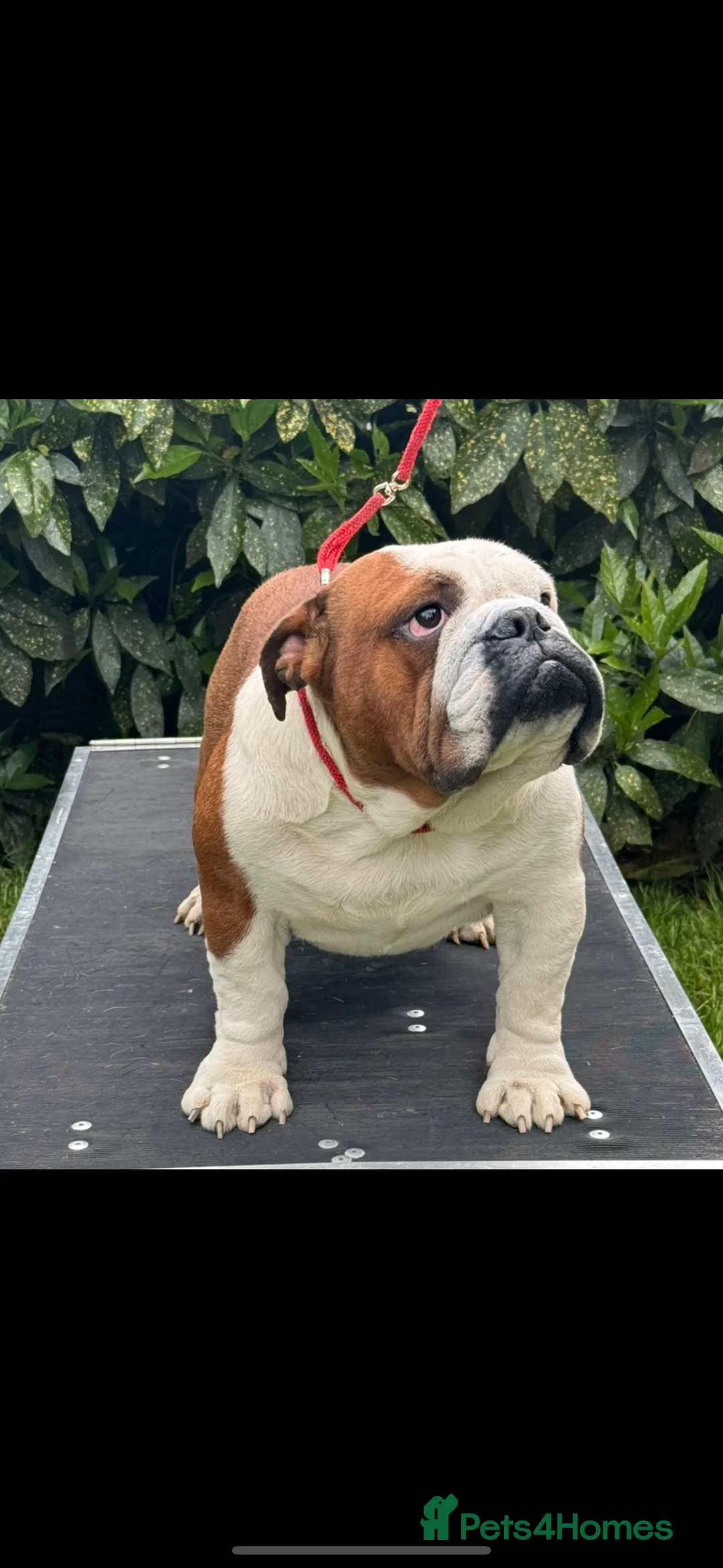 English Bulldog dogs for stud: Britishpride lines stud  - Advert 2