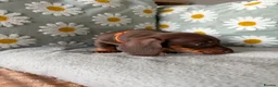 Miniature Dachshund dogs for sale: Puppies  - Advert 6
