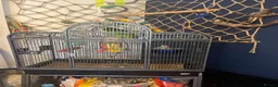 Parrots birds for sale: Blue fronted amazon  - Advert 2