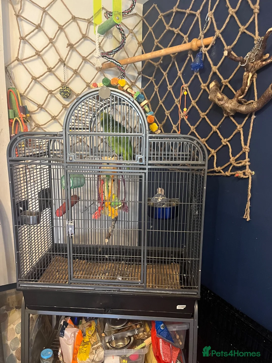 Parrots birds for sale: Blue fronted amazon  - Advert 2