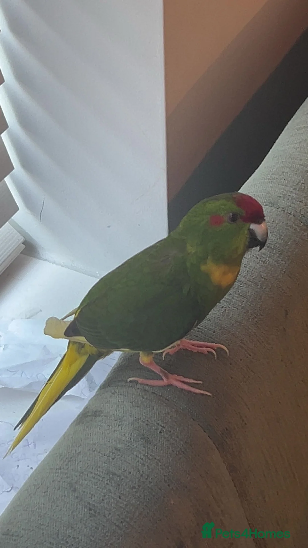 Parrots birds for sale: Green Kakariki - Advert 2