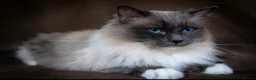 Ragdoll cats for sale: GORGEOUS RAGDOLL-SIAMESE KITTENS - Advert 5