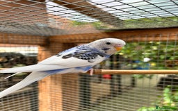 Budgerigars birds for sale: Beautiful Baby Budgies - Image 9