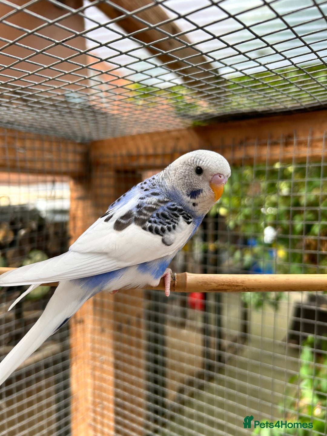 Budgerigars birds for sale: Beautiful Baby Budgies - Image 9