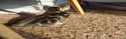Mixed Breed cats for sale: 5 Stunning Domestic Kittens tabby orange stripe - Advert 19