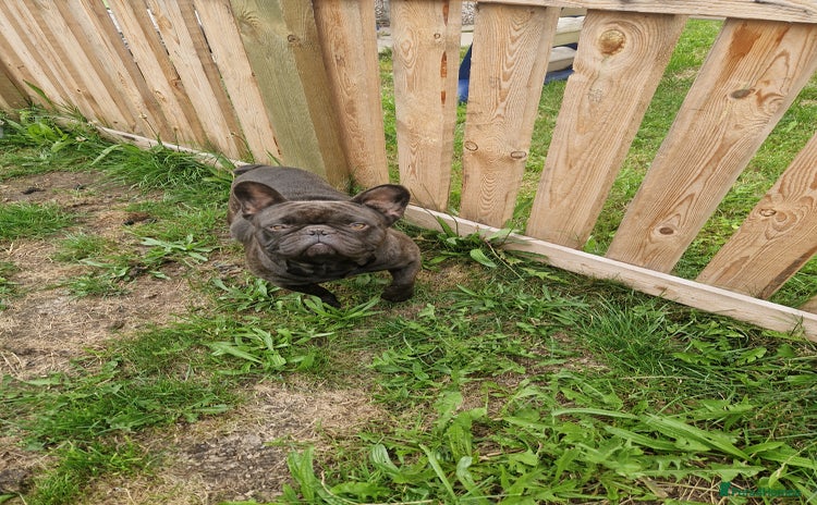 French Bulldog dogs - Advert 9