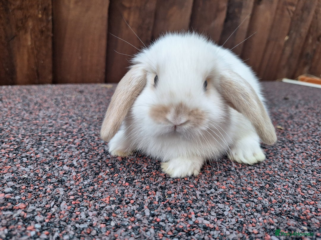 Mini Lop rabbits for sale: Beautiful Mini Lops - Image 4