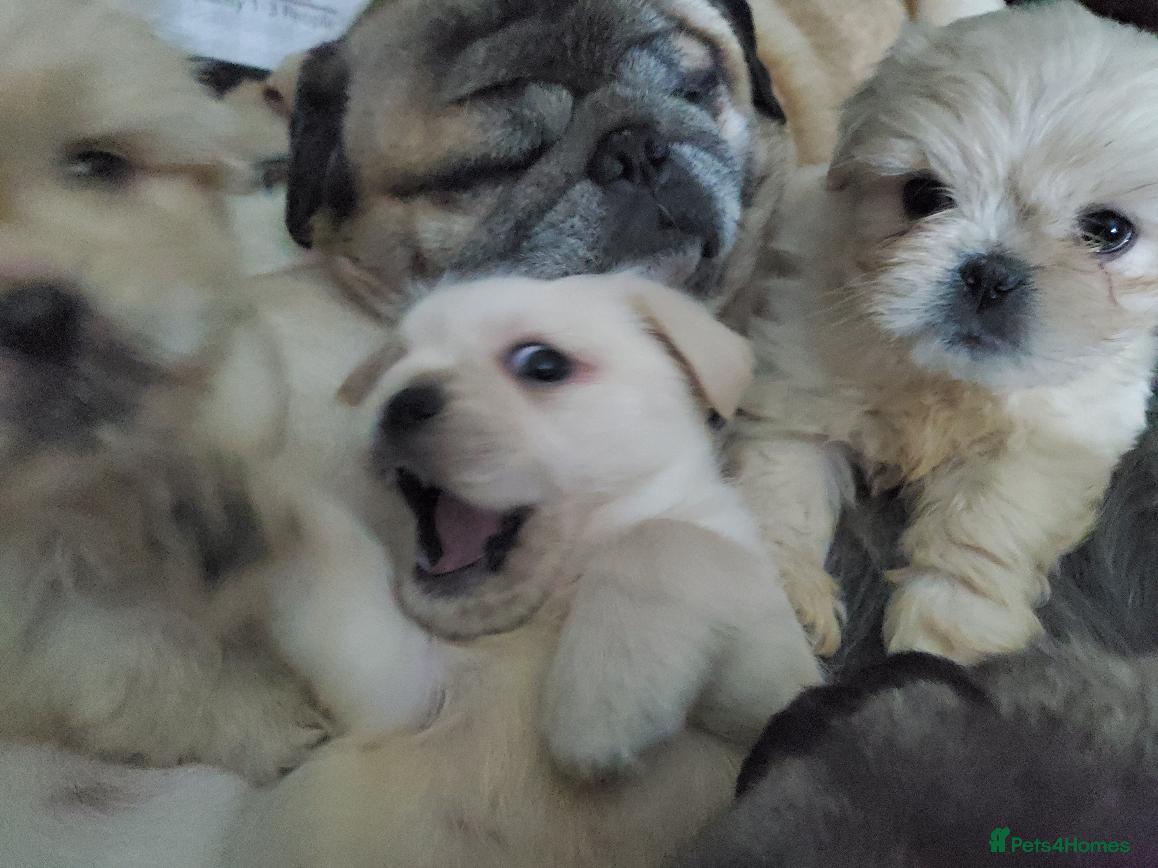 Mixed Breed dogs Shih tzu cross Pug puppies - Advert 1