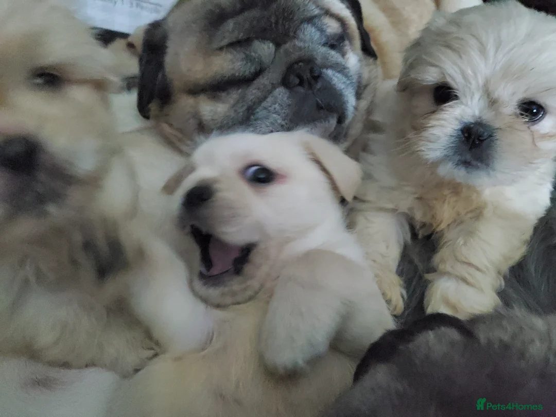 Mixed Breed dogs for sale: Shih tzu cross Pug puppies - Advert 1