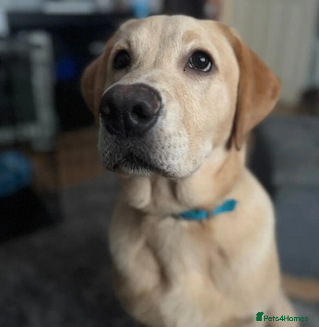 Labrador Retriever dogs for sale: Top labrador retriever boy ready for his new home in Welwyn Garden City - Advert 1