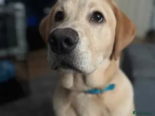 Labrador Retriever dogs Top labrador retriever boy ready for his new home in Welwyn Garden City - Advert 1