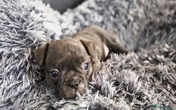 Mixed Breed dogs for sale: French bulldog x Chihuahua puppies - Image 9