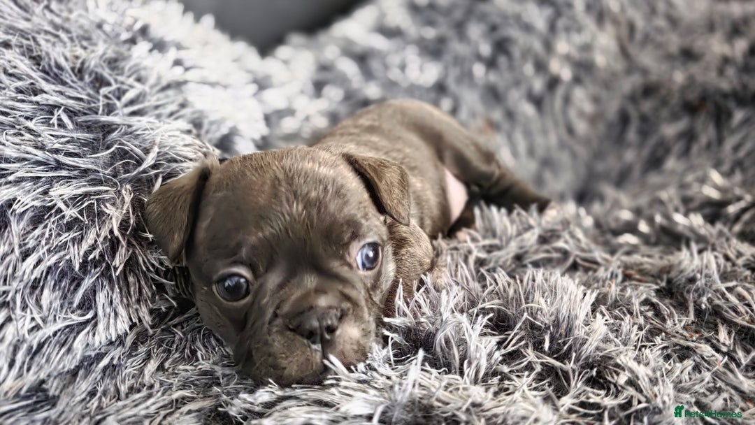 Mixed Breed dogs for sale: French bulldog x Chihuahua puppies - Image 9