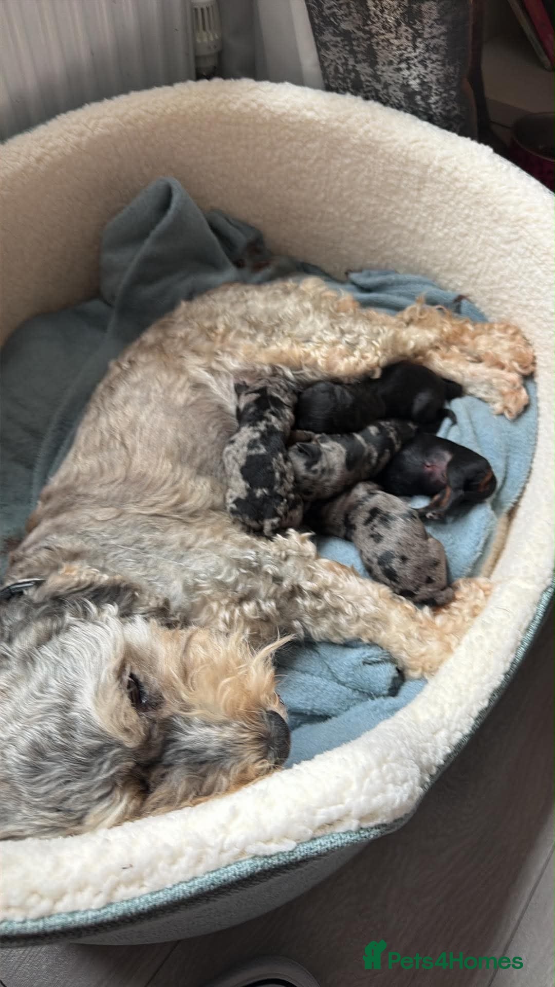 Mixed Breed dogs 5 beautiful daxipoos for sale  - Advert 1