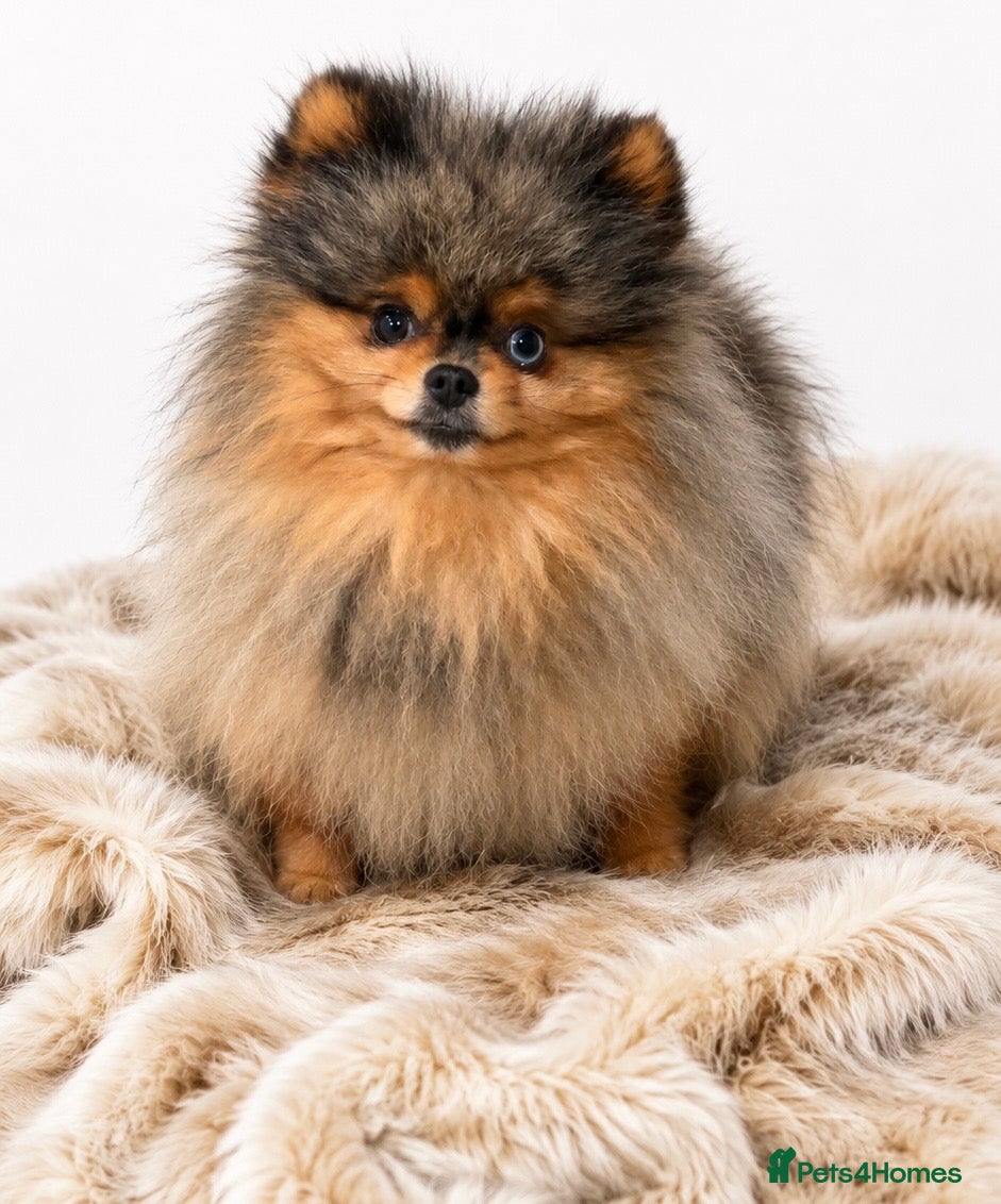 Pomeranian dogs THE BEST QUALITY MERLE TEDDY FACED POM STUD - Advert 4