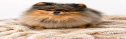 Pomeranian dogs for stud: THE BEST QUALITY MERLE TEDDY FACED POM STUD - Advert 3