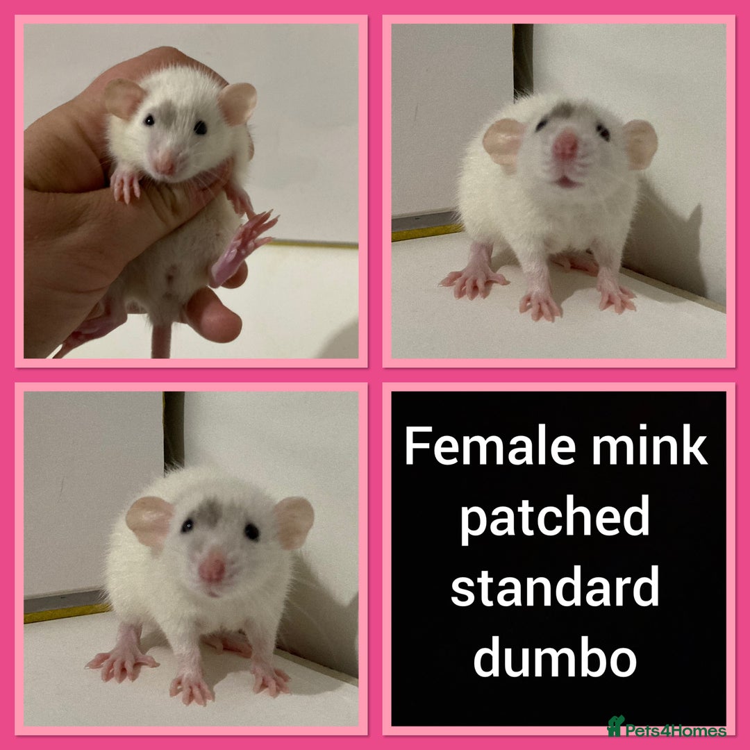 Rat rodents for sale: Adorable Dumbo Baby Rats ❤️ - Image 25