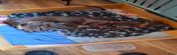 Miniature Dachshund dogs for sale: Choc and tan, mini dachshund puppies  in Eye - Advert 10