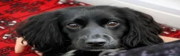 Cocker Spaniel dogs for sale: Unfortunately re homing due to health condition - Advert 2