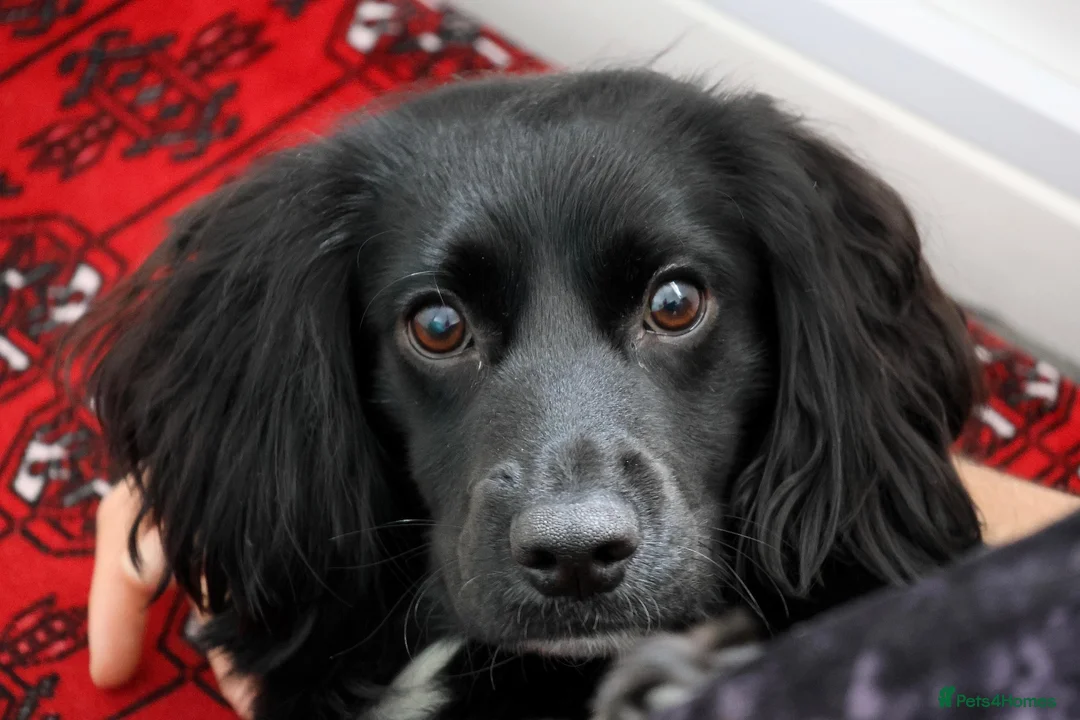 Cocker Spaniel dogs for sale: Unfortunately re homing due to health condition - Advert 2