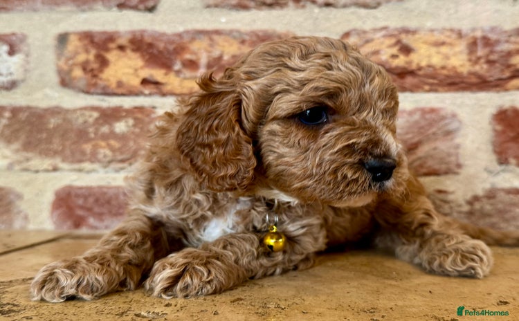 Cavapoo dogs - Advert 4
