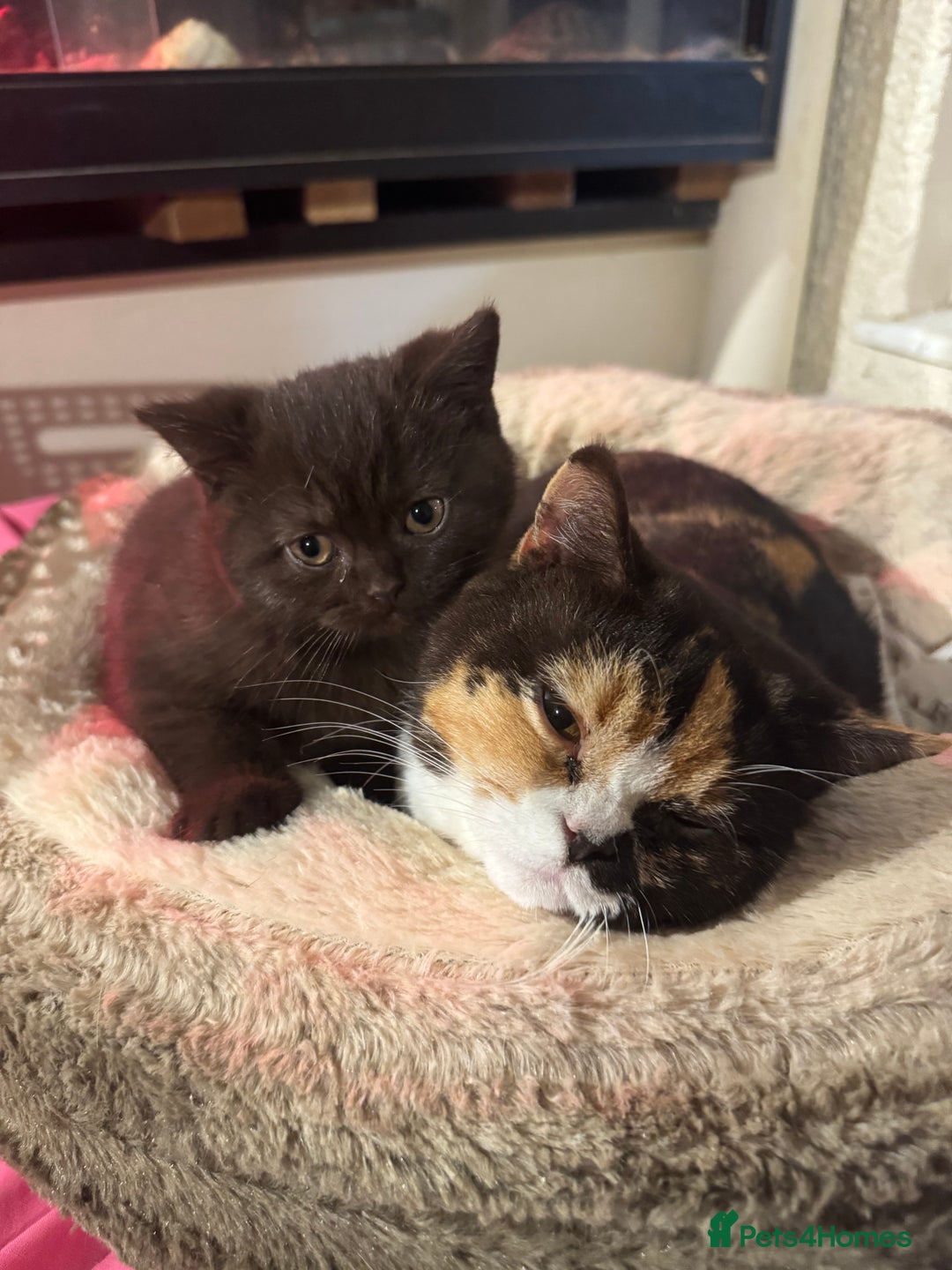 British Shorthair cats for sale: British Short Hair Chocolate kitten female  - Advert 4