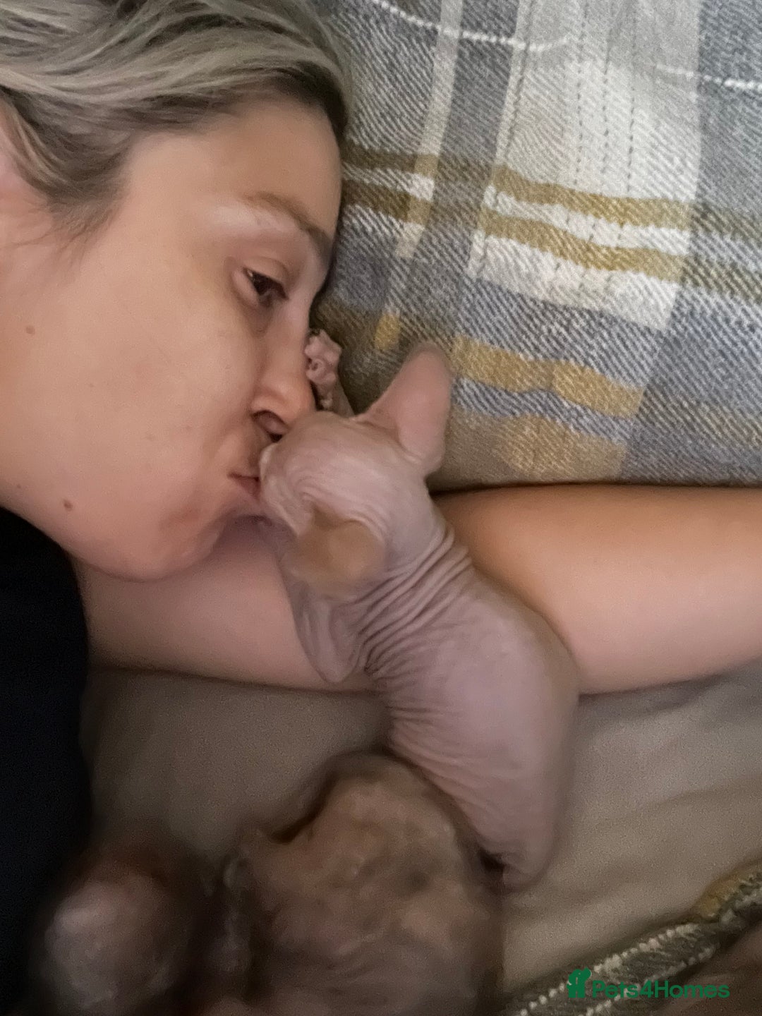 Sphynx cats for sale: LAST 2 tortie elf girls left  - Image 11
