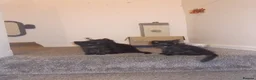 Mixed Breed cats for sale: Beautiful Fluffy Black Kittens - Advert 9