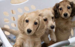 Miniature Dachshund dogs for sale: Purebred Miniature Dachshund Puppies – Ready - Image 9