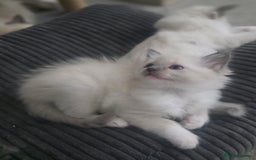 Ragdoll cats for sale: 2 beautiful litters of Ragdolls  - Image 25